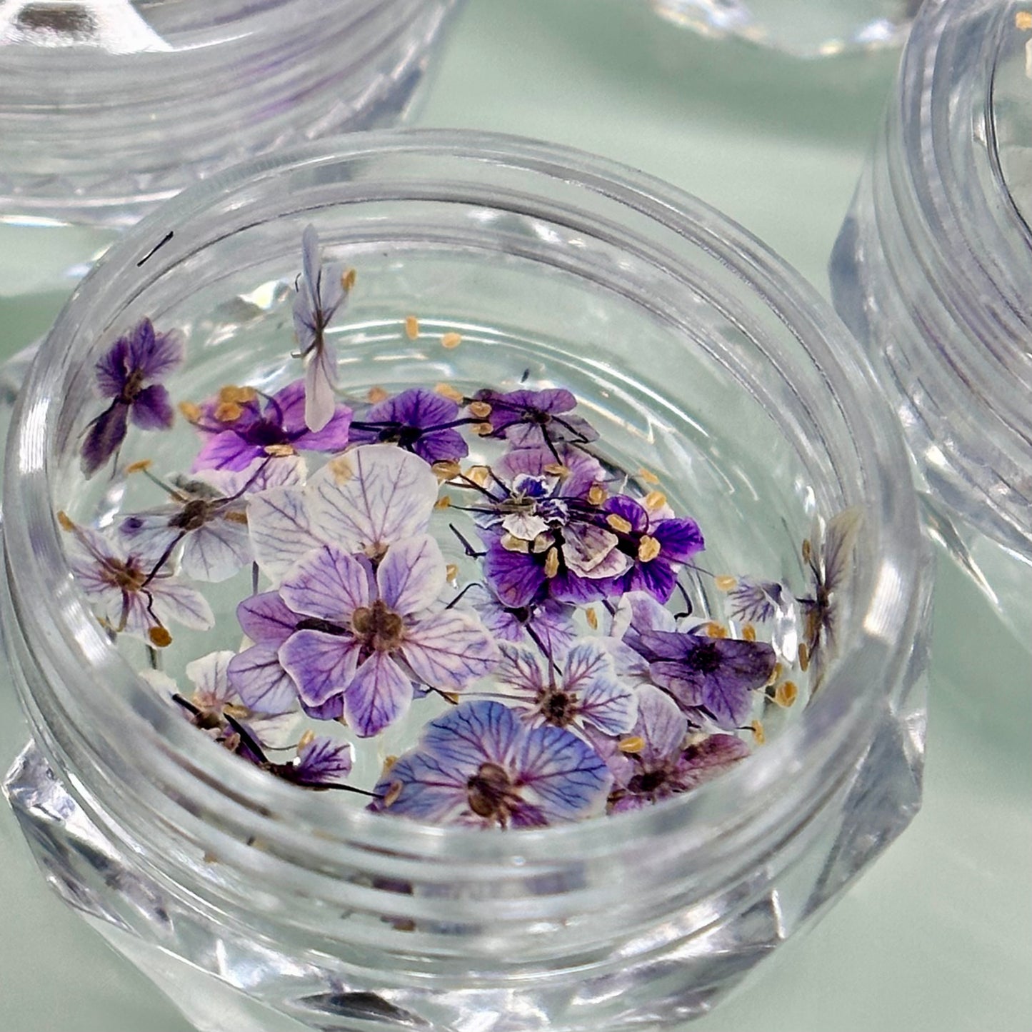 Dry Flower 01